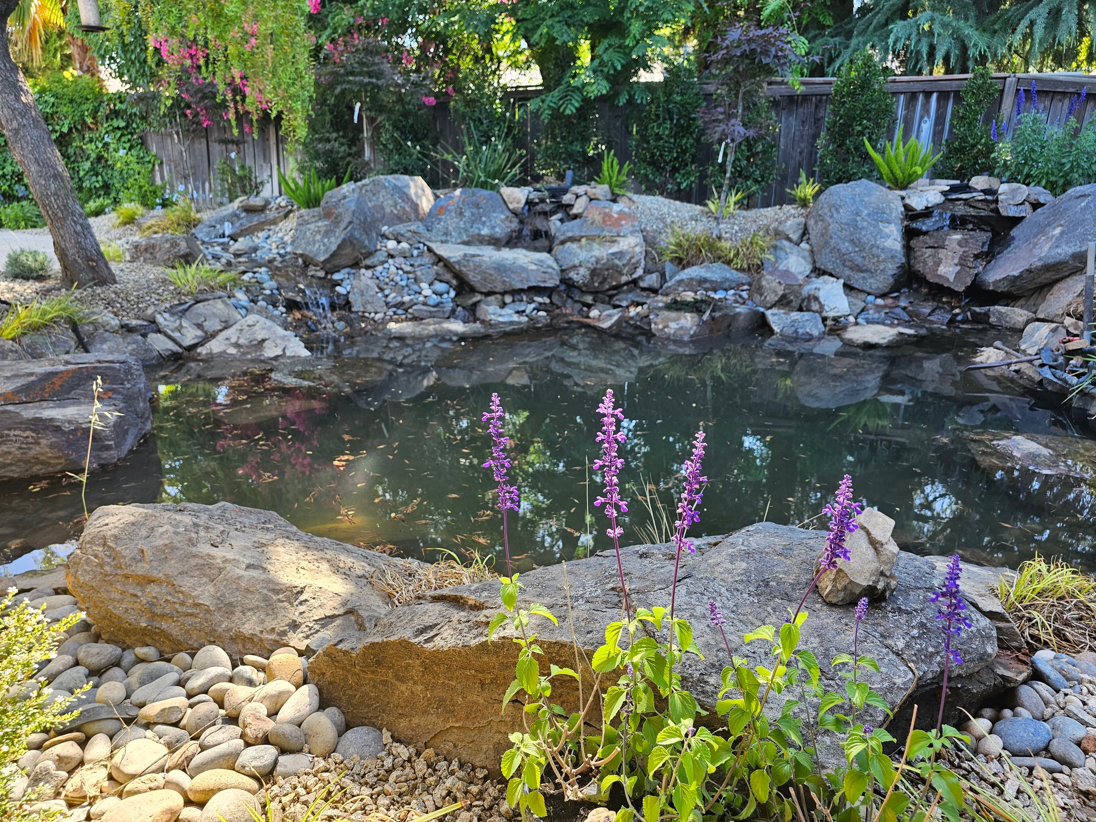 Project Backyard Pond and Waterfall That Actually Makes You Want to Stay Outside image