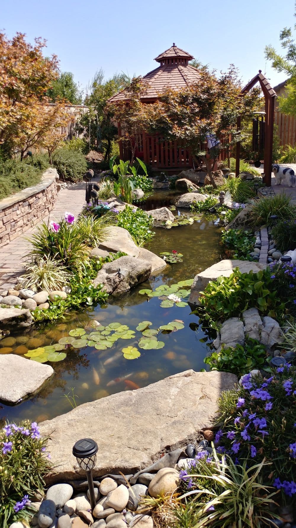 Natural Koi Pond and Gazebo with Waterfall