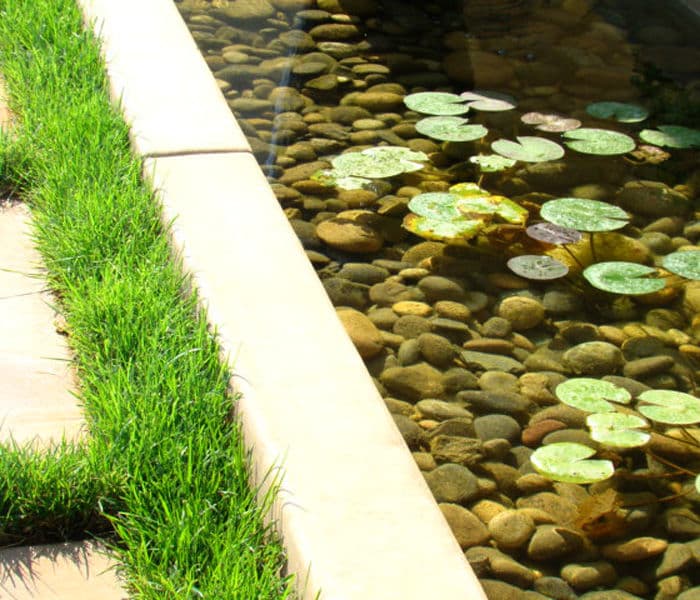 Lily pads floating on a tranquil pond with pebbles and lush green grass edges.