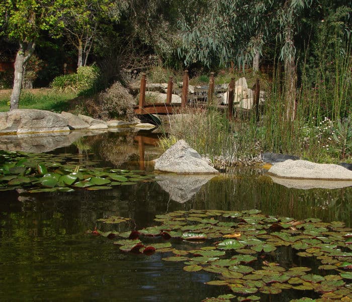 scenic pond with lily pads and a wooden bridge surrounded by lush greenery