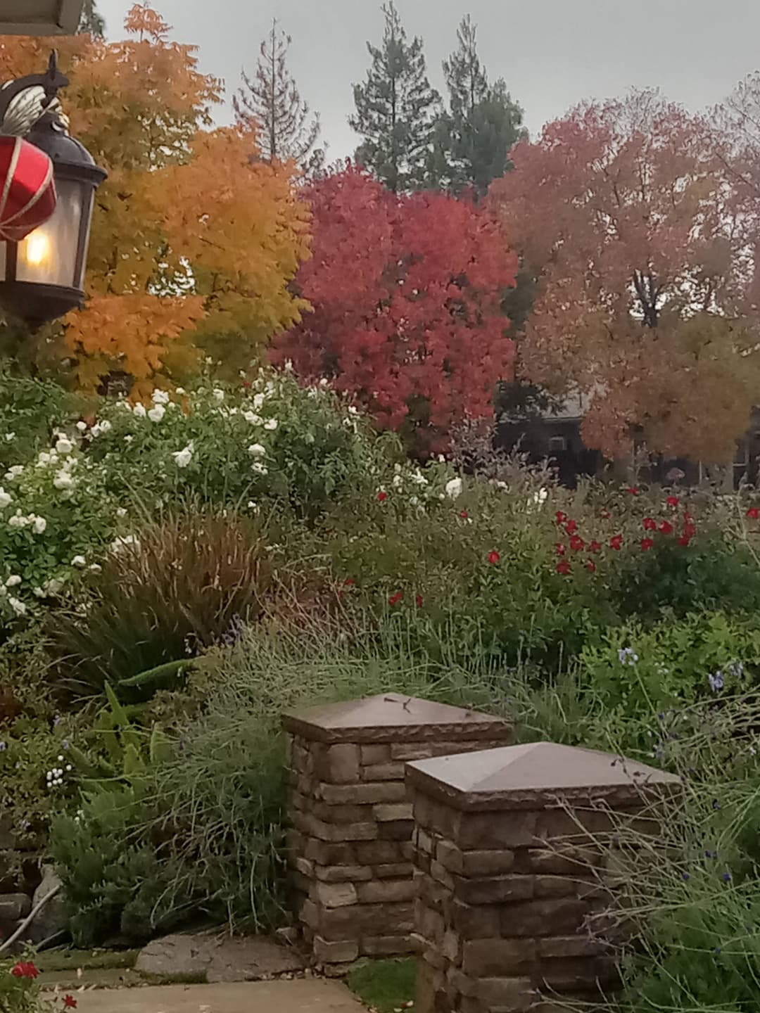 Vibrant autumn foliage with colorful trees and lush garden landscape.