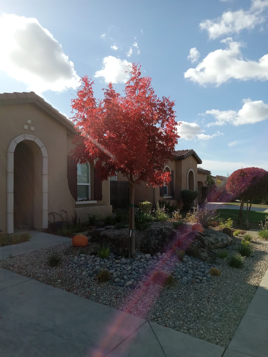 Vibrant red tree in front of residential homes with cloudy blue sky and landscaped garden.