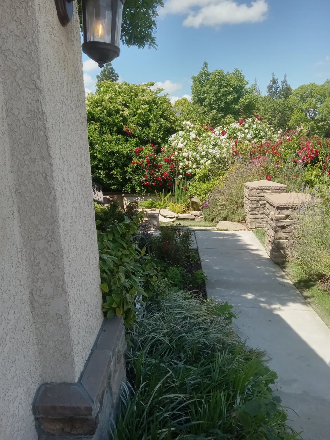 Lush garden pathway lined with vibrant flowers and greenery against a clear blue sky.