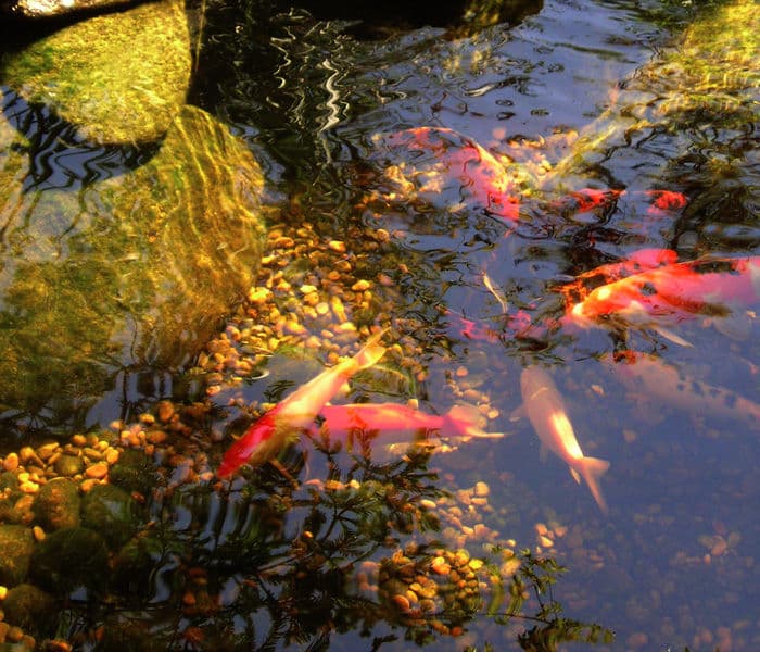 Colorful koi fish swimming in a serene pond with pebbles and reflections of rocks.